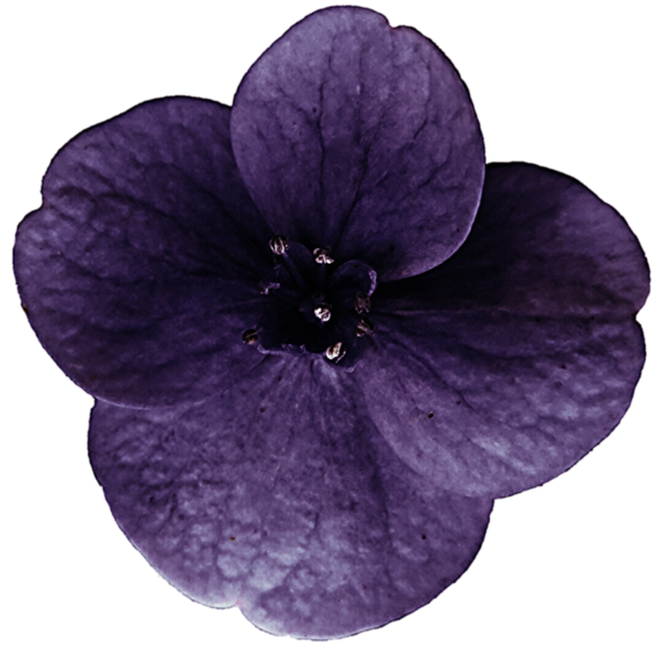 Free Family Violet Flower Petal Clipart Clipart Transparent Background