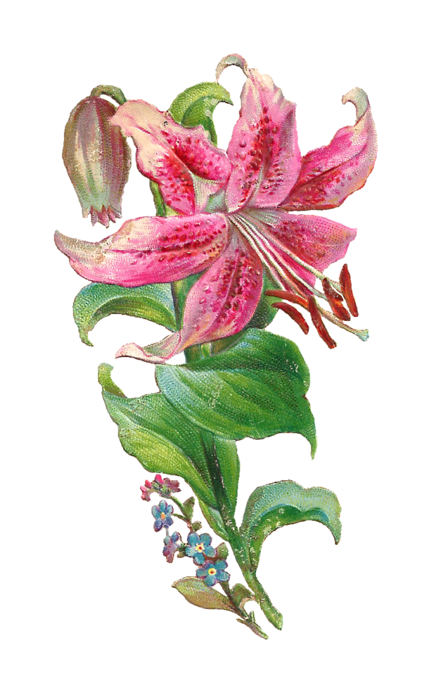 Free Lily Flower Lily Plant Clipart Clipart Transparent Background