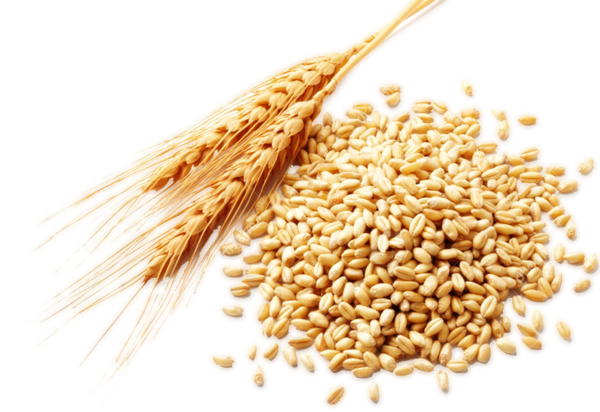Free Family Food Grain Grain Cereal Clipart Clipart Transparent Background