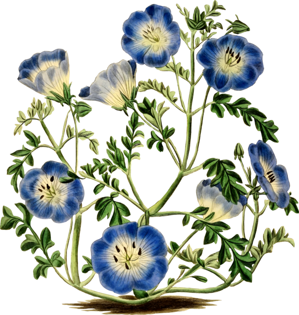 Free Baby Flower Plant Flora Clipart Clipart Transparent Background