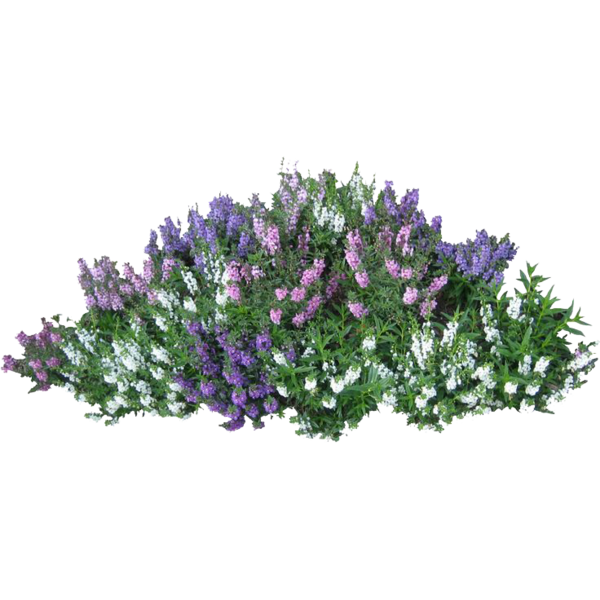Free Herb Plant Violet Flower Clipart Clipart Transparent Background