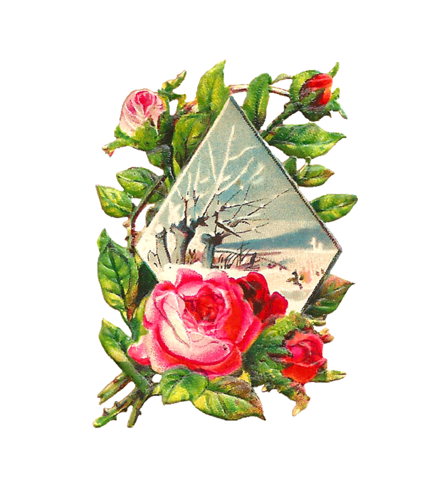 Free Rose Flower Rose Family Garden Roses Clipart Clipart Transparent Background