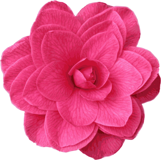 Free Rose Flower Magenta Petal Clipart Clipart Transparent Background