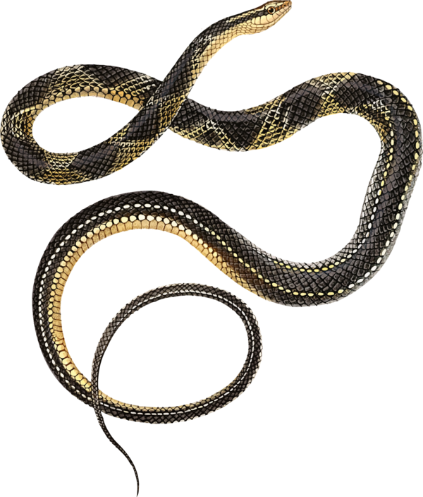 Free Snake Snake Scaled Reptile Reptile Clipart Clipart Transparent Background