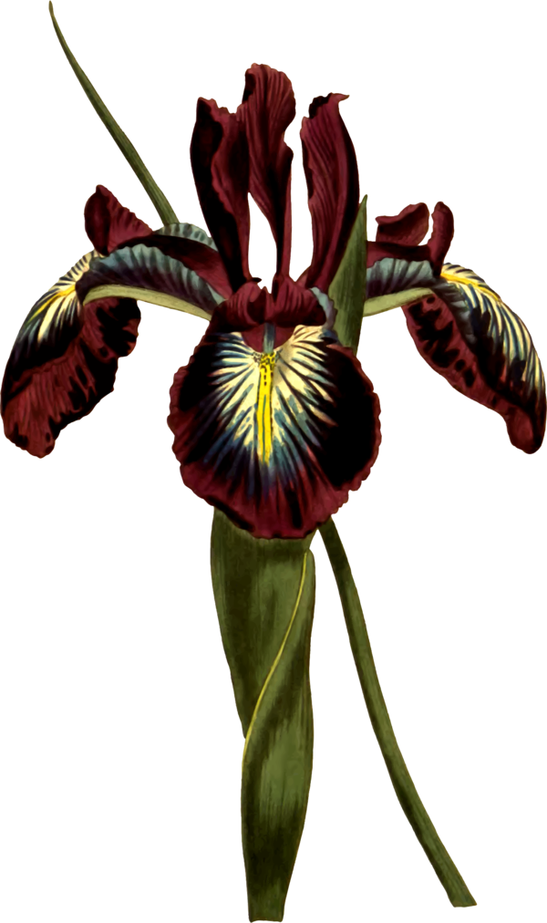 Free Family Flower Plant Iris Clipart Clipart Transparent Background