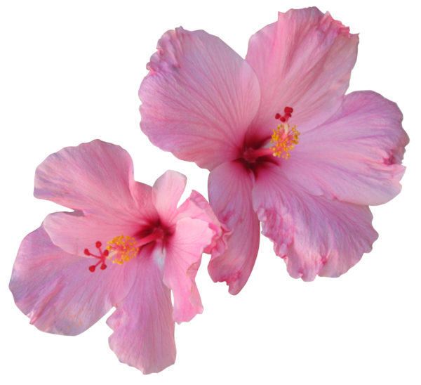 Free Hibiscus Flower Hibiscus Plant Clipart Clipart Transparent Background