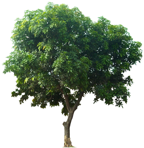 Free Tree Tree Plant Woody Plant Clipart Clipart Transparent Background