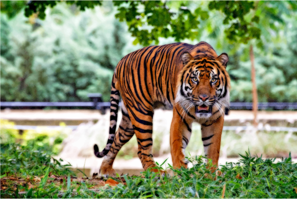 Free Tiger Tiger Wildlife Grass Clipart Clipart Transparent Background