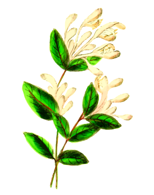 Free Herb Plant Leaf Flower Clipart Clipart Transparent Background