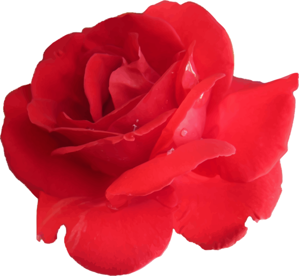 Free Rose Rose Flower Garden Roses Clipart Clipart Transparent Background