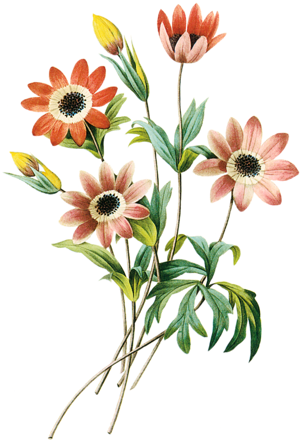 Free Family Flower Daisy Plant Clipart Clipart Transparent Background