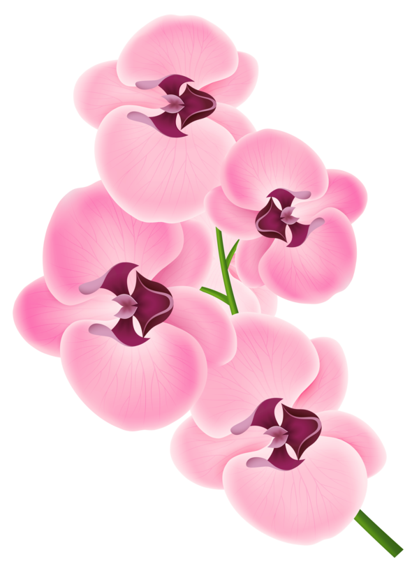 Free Orchid Flower Magenta Petal Clipart Clipart Transparent Background
