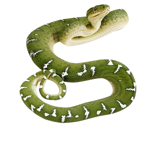 Free Snake Snake Scaled Reptile Reptile Clipart Clipart Transparent Background
