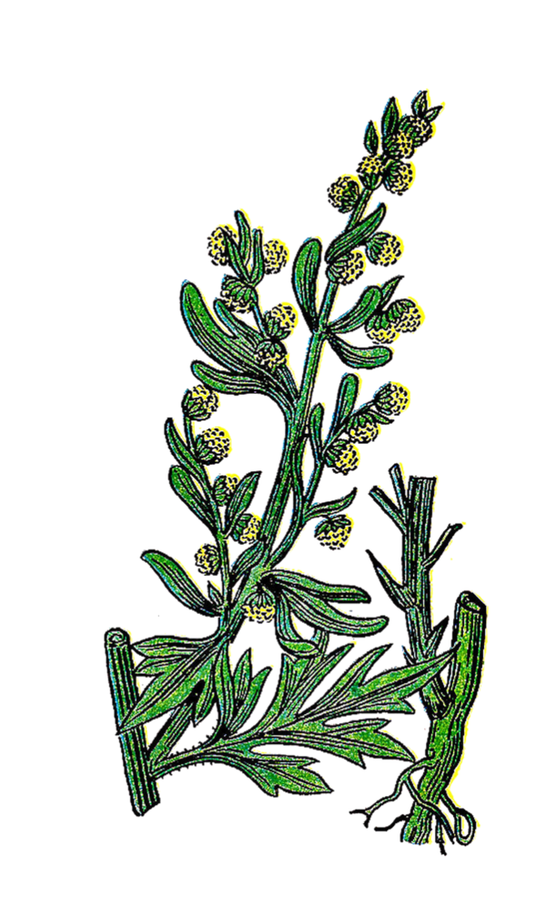 Free Herb Plant Plant Stem Herb Clipart Clipart Transparent Background
