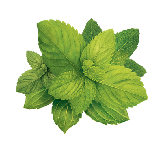 Free Herb Leaf Herb Plant Clipart Clipart Transparent Background