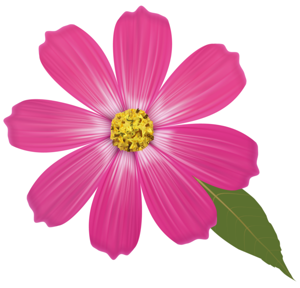 Free Lily Flower Garden Cosmos Cosmos Clipart Clipart Transparent Background
