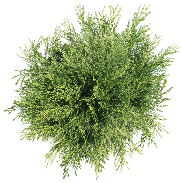 Free Grass Plant Tree Grass Clipart Clipart Transparent Background