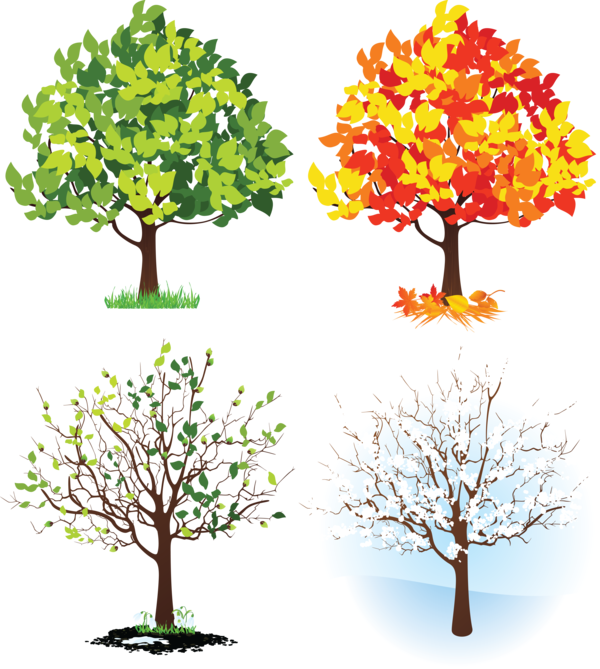 Free Tree Tree Woody Plant Plant Clipart Clipart Transparent Background