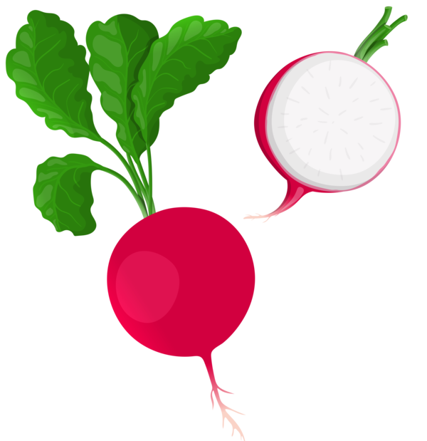 Free Vegetable Radish Vegetable Food Clipart Clipart Transparent Background