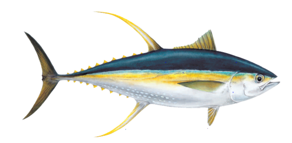Free Fishing Tuna Sardine Thunnus Clipart Clipart Transparent Background