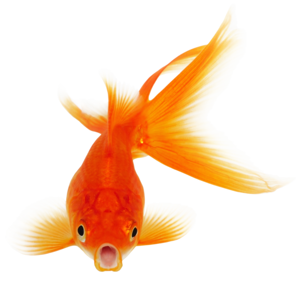 Free Fishing Bony Fish Fish Goldfish Clipart Clipart Transparent Background