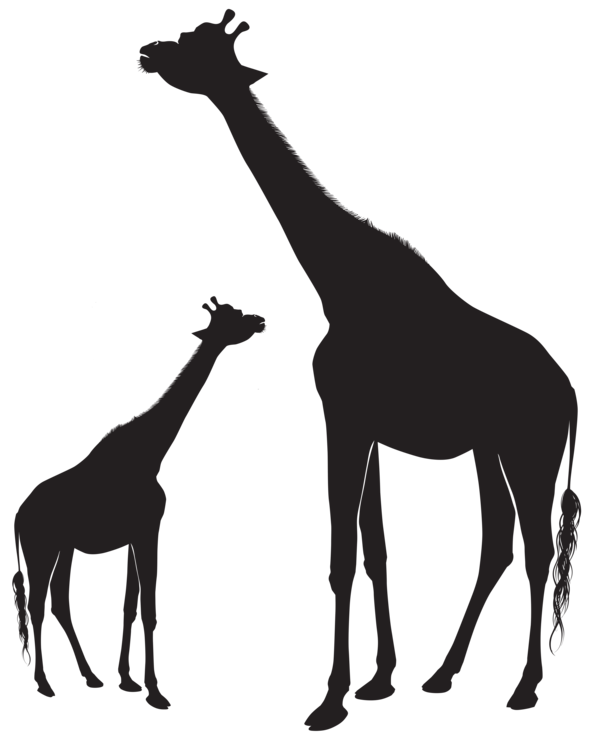 Free Giraffe Giraffe Giraffidae Black And White Clipart Clipart Transparent Background