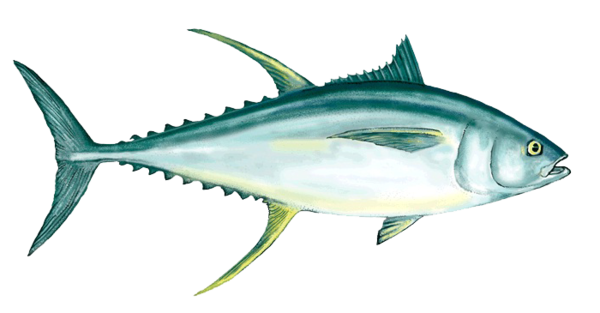 Free Fishing Tuna Bonito Thunnus Clipart Clipart Transparent Background