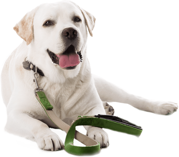 Free Dog Dog Puppy Snout Clipart Clipart Transparent Background