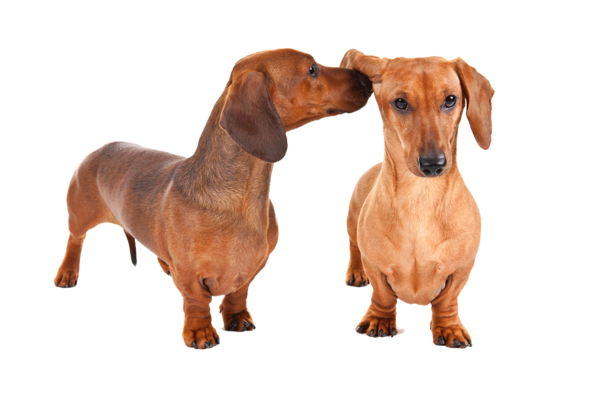 Free Dog Companion Dog Scent Hound Dog Clipart Clipart Transparent Background