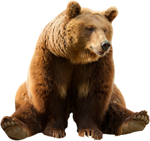 Free Bear Brown Bear Bear Grizzly Bear Clipart Clipart Transparent Background