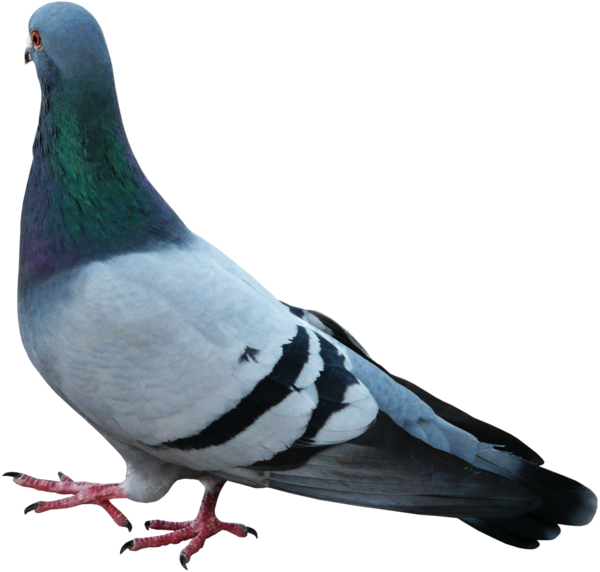Free Bird Stock Dove Bird Pigeons And Doves Clipart Clipart Transparent Background
