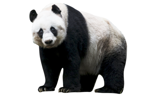 Free Bear Giant Panda Bear Snout Clipart Clipart Transparent Background