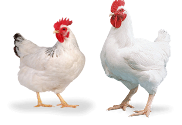 Free Bird Poultry Livestock Fowl Clipart Clipart Transparent Background