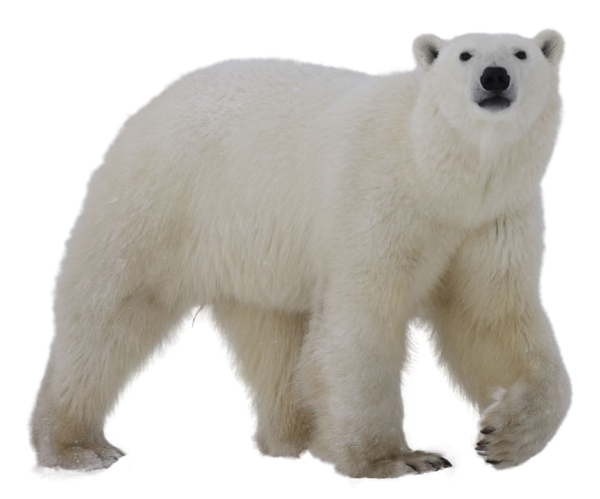 Free Bear Bear Snout Polar Bear Clipart Clipart Transparent Background