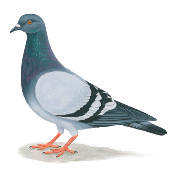 Free Bird Stock Dove Bird Pigeons And Doves Clipart Clipart Transparent Background