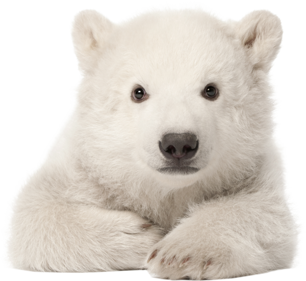 Free Bear Fur Bear Snout Clipart Clipart Transparent Background