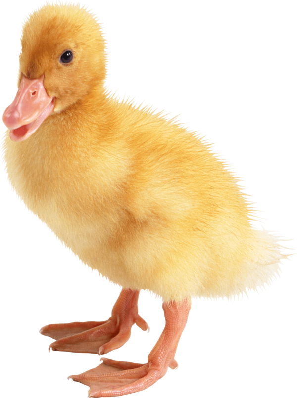 Free Poultry Poultry Water Bird Livestock Clipart Clipart Transparent Background