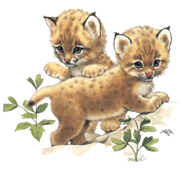 Free Cat Cheetah Wildlife Puma Clipart Clipart Transparent Background