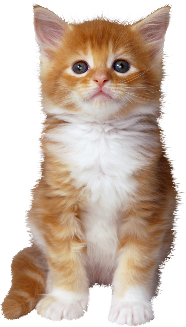 Free Cat Maine Coon Fur Aegean Cat Clipart Clipart Transparent Background
