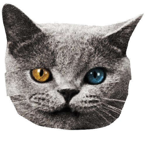 Free Cat Eye Korat European Shorthair Clipart Clipart Transparent Background