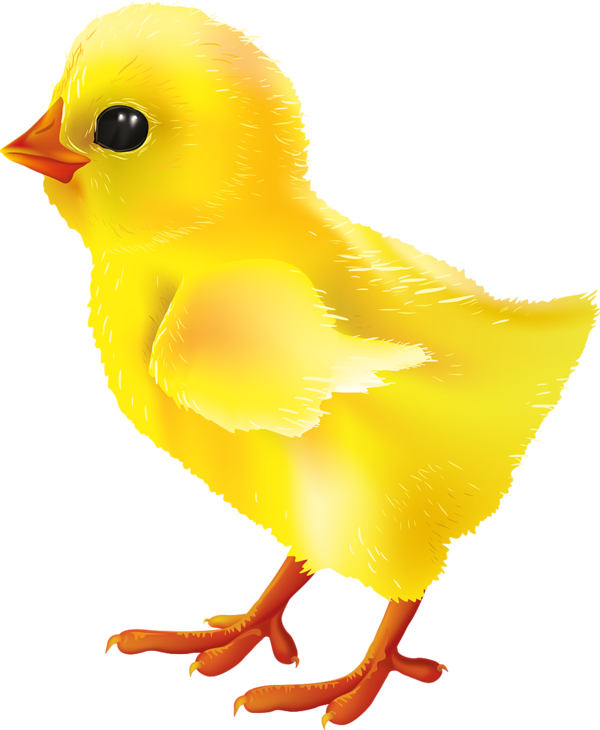 Free Bird Water Bird Finch Yellow Clipart Clipart Transparent Background