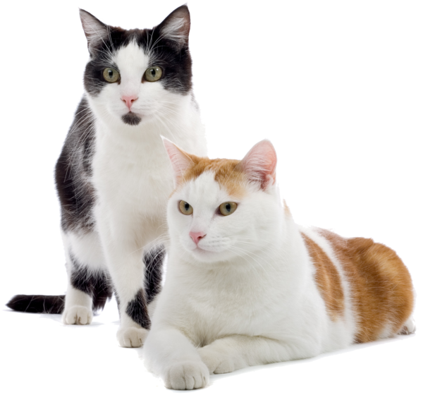Free Cat Fur Aegean Cat Paw Clipart Clipart Transparent Background