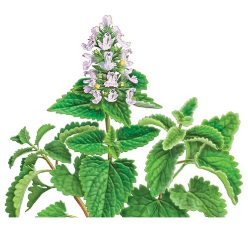 Free Cat Plant Herb Nepeta Clipart Clipart Transparent Background