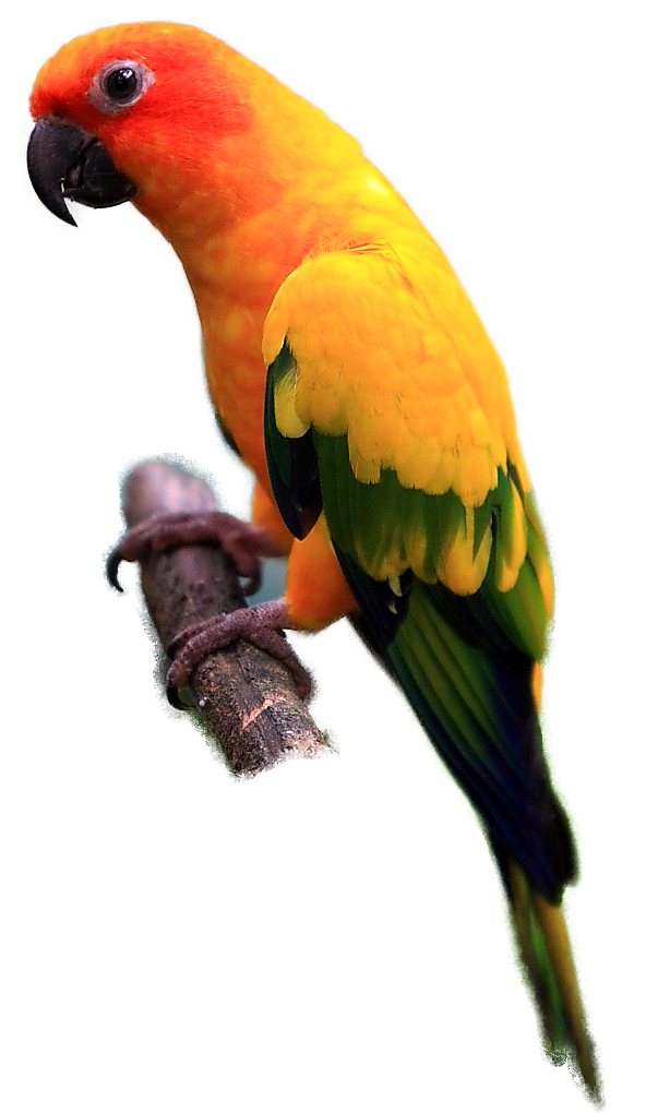 Free Bird Macaw Parrot Lorikeet Clipart Clipart Transparent Background