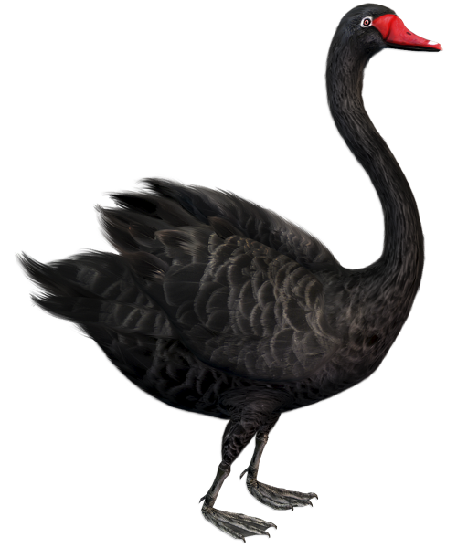 Free Bird Duck Water Bird Black Swan Clipart Clipart Transparent Background