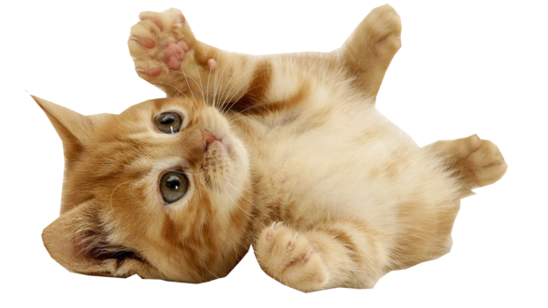 Free Cat Puppy Fur Paw Clipart Clipart Transparent Background