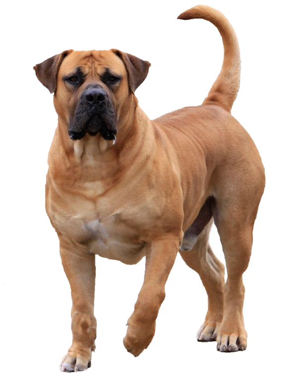 Free Dog Companion Dog Bullmastiff Ancient Dog Breeds Clipart Clipart Transparent Background