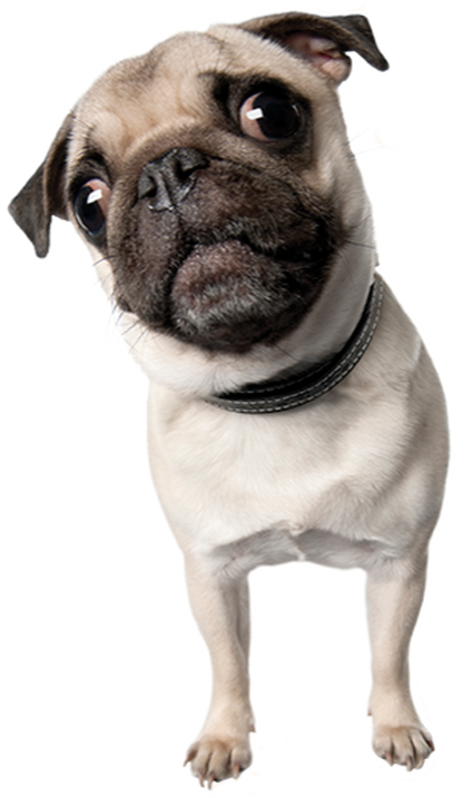 Free Dog Dog Pug Snout Clipart Clipart Transparent Background