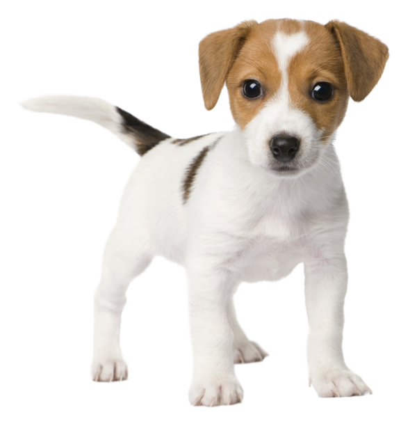 Free Dog Dog Russell Terrier Puppy Clipart Clipart Transparent Background