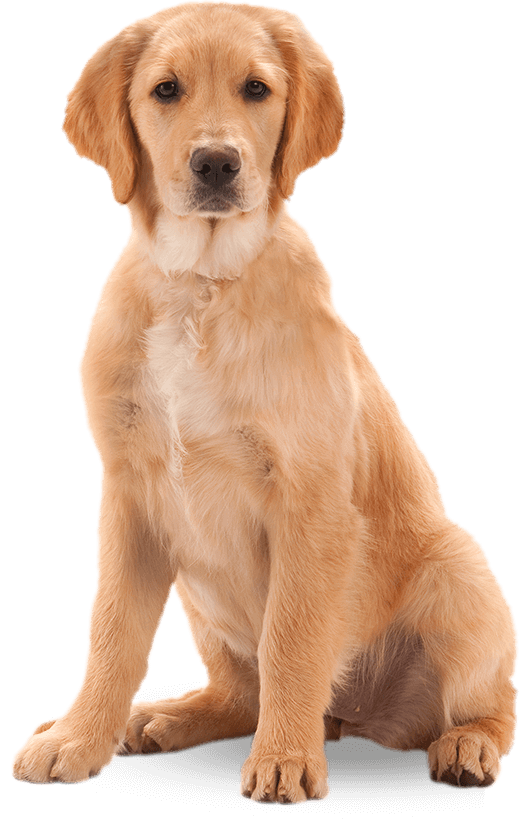 Free Dog Dog Golden Retriever Retriever Clipart Clipart Transparent Background